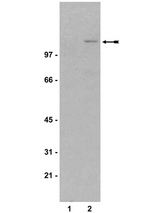 WB: Lysates of Cos-1 cells untransfected (lane 1) and expressing transfected Axin (lane 2) were probed with anti-Axin (1g/ml).