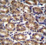 AXIN1 Antibody immunohistochemistry of formalin-fixed and paraffin-embedded human stomach tissue followed by peroxidase-conjugated secondary antibody and DAB staining.