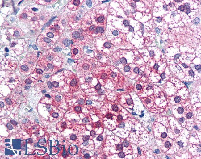 Anti-AXIN1 / AXIN antibody IHC of human adrenal. Immunohistochemistry of formalin-fixed, paraffin-embedded tissue after heat-induced antigen retrieval. Antibody LS-B2741 concentration 75 ug/ml.