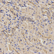 Immunohistochemistry of paraffin-embedded rat kidney using AXIN2 antibody at dilution of 1:200 (x400 lens).