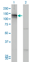 Western Blot analysis of AXL expression in transfected 293T cell line by AXL monoclonal antibody (M01), clone 6C8.Lane 1: AXL transfected lysate(98 KDa).Lane 2: Non-transfected lysate.