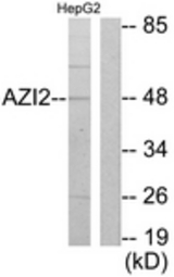 Western blot of extracts from HepG2 cells, using AZI2 Antibody. The lane on the right is treated with the synthesized peptide.