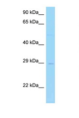 AZI2 / NAP1 antibody LS-C146157 Western blot of 1 Cell lysate. Antibody concentration 1 ug/ml.