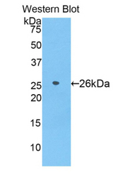 Western blot of recombinant AZU1 / Azurocidin.