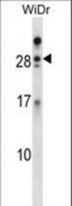 AZU1 Antibody western blot of WiDr cell line lysates (35 ug/lane). The AZU1 antibody detected the AZU1 protein (arrow).