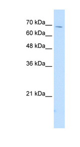 IL18RAP antibody LS-C40366 Western blot of HepG2 cell lysate.