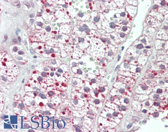 Anti-Acetyl-CoA Carboxylase / ACC antibody IHC staining of human adrenal. Immunohistochemistry of formalin-fixed, paraffin-embedded tissue after heat-induced antigen retrieval. Antibody LS-B11307 concentration 5 ug/ml.