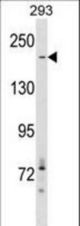 ACACA Antibody western blot of 293 cell line lysates (35 ug/lane). The ACACA antibody detected the ACACA protein (arrow).