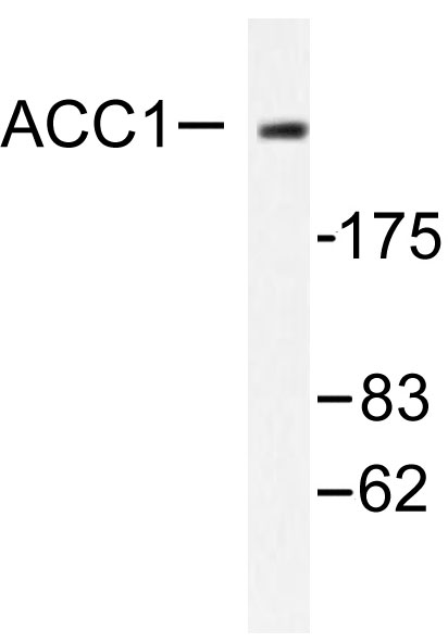 Western blot of ACC1 (H74) pAb in extracts from NIH/3T3 cells treated with PMA 125ng/ml 30'.