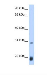 Drosophila cell lysate. Antibody concentration: 0.25 ug/ml. Gel concentration: 12%.