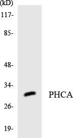 Western blot of the lysates from HT-29 cells using PHCA antibody.