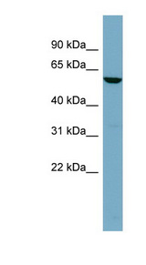 FUCA1 / Alpha Fucosidase antibody LS-C107800 Western blot of HT1080 cell lysate.