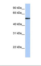 Fetal liver lysate. Antibody concentration: 1.0 ug/ml. Gel concentration: 12%.