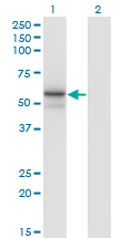 Western Blot analysis of FUCA1 expression in transfected 293T cell line by FUCA1 monoclonal antibody (M01), clone 1D4.Lane 1: FUCA1 transfected lysate(53.2 KDa).Lane 2: Non-transfected lysate.