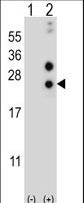 Western blot of CSN1S1 (arrow) using rabbit polyclonal CSN1S1 Antibody. 293 cell lysates (2 ug/lane) either nontransfected (Lane 1) or transiently transfected (Lane 2) with the CSN1S1 gene.