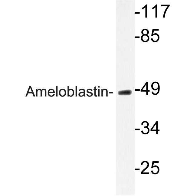 Western blot of Ameloblastin (Q324) pAb in extracts from HeLa cells.