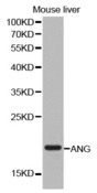 Western blot analysis of extracts of mouse liver cell lines, using ANG antibody.