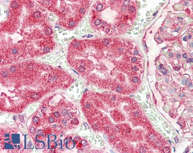 Anti-Angiogenin / ANG antibody IHC staining of human kidney. Immunohistochemistry of formalin-fixed, paraffin-embedded tissue after heat-induced antigen retrieval.