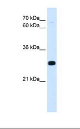 Drosophila cell lysate. Antibody concentration: 0.25 ug/ml. Gel concentration: 12%.