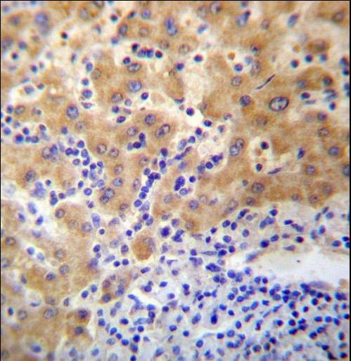 APCDD1 Antibody immunohistochemistry of formalin-fixed and paraffin-embedded human liver tissue followed by peroxidase-conjugated secondary antibody and DAB staining.
