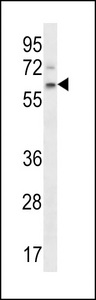 APCDD1 Antibody western blot of NCI-H292 cell line lysates (35 ug/lane). The APCDD1 antibody detected the APCDD1 protein (arrow).