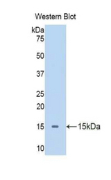 Western blot of recombinant Apelin.