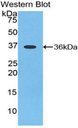Western blot of recombinant Apelin.