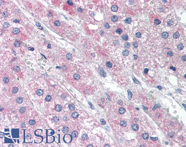 Anti-ATG7 antibody IHC of human adrenal. Immunohistochemistry of formalin-fixed, paraffin-embedded tissue after heat-induced antigen retrieval. Antibody LS-B330 concentration 10 ug/ml.