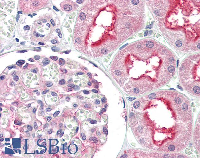 Anti-ATG7 antibody IHC of human kidney. Immunohistochemistry of formalin-fixed, paraffin-embedded tissue after heat-induced antigen retrieval. Antibody LS-B2217 concentration 5 ug/ml.