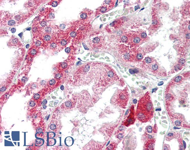 Anti-ATG7 antibody IHC of human kidney. Immunohistochemistry of formalin-fixed, paraffin-embedded tissue after heat-induced antigen retrieval. Antibody LS-B2216 concentration 5 ug/ml.