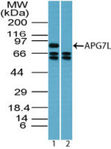 Western blot of APG7L in Jurkat cell lysate in the 1) absence and 2) presence of immunizing peptide using LS-C148584 at 1 ug/ml. Goat anti-rabbit Ig HRP secondary antibody, and PicoTect ECL substrate solution, were used for this test.