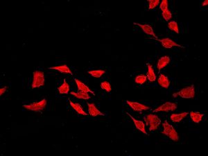 Immunofluorescent staining of HeLa cells using anti-Atg7 antibody.