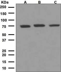 Western blot analysis on (A) 293T, (B) HepG2, and (C) Jurkat cell lysates using anti-Atg7 antibody.