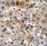 APG7L Antibody(D555) immunohistochemistry of formalin-fixed and paraffin-embedded human liver tissue followed by peroxidase-conjugated secondary antibody and DAB staining.