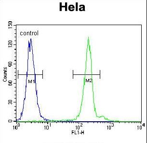 APG7L Antibody flow cytometry of HeLa cells (right histogram) compared to a negative control cell (left histogram). FITC-conjugated goat-anti-rabbit secondary antibodies were used for the analysis.