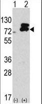Western blot of APG7L antibody in 293 cell line lysates transiently transfected with the ATG7 gene(2 ug/lane).