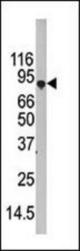 Western blot of APG7L antibody in 293 cell line lysate (35 ug/lane). APG7L (arrow) was detected using the purified antibody.