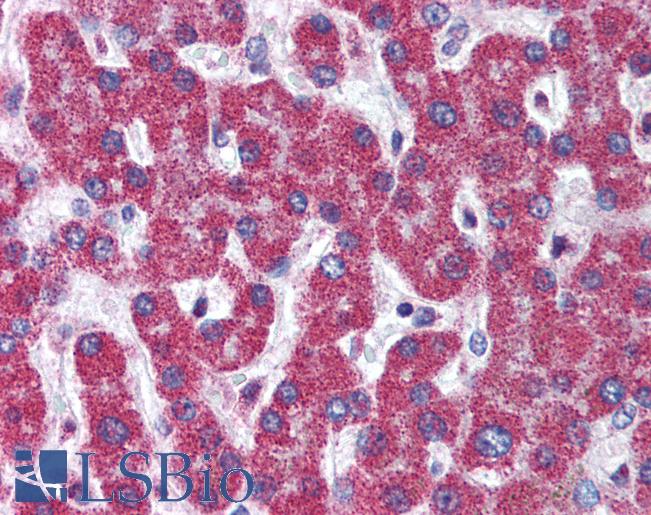 Anti-ATG7 antibody IHC of human liver. Immunohistochemistry of formalin-fixed, paraffin-embedded tissue after heat-induced antigen retrieval. Antibody LS-B2194 concentration 5 ug/ml.