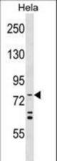 APG7L Antibody (R509) western blot of HeLa cell line lysates (35 ug/lane). The APG7L antibody detected the APG7L protein (arrow).