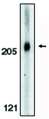 Western blot of anti-Acinus (CT) antibody at 0.5 ug/ml on K562 cell lysate.