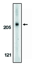 Western blot of anti-Acinus (IN) antibody at 1 ug/ml on K562 cell lysate.