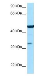 Arginosuccinate Lyase / ASL antibody Western Blot of Mouse Liver.