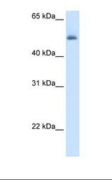 Fetal liver cell lysate. Antibody concentration: 5.0 ug/ml. Gel concentration: 12%.