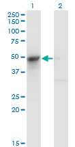 Western Blot analysis of ASL expression in transfected 293T cell line by ASL monoclonal antibody (M01), clone 4C5-1F2.Lane 1: ASL transfected lysate(51.7 KDa).Lane 2: Non-transfected lysate.