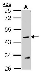 Sample (30 ug of whole cell lysate). A: MOLT4 . 10% SDS PAGE. Arginosuccinate Lyase / ASL antibody diluted at 1:1000