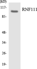 Western blot of the lysates from Jurkat cells using RNF111 antibody.
