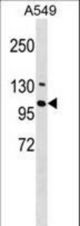 RNF111 Antibody western blot of A549 cell line lysates (35 ug/lane). The RNF111 antibody detected the RNF111 protein (arrow).