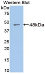 Western blot of recombinant Aspartate Aminotransferase.
