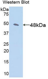 Western blot of recombinant Aspartate Aminotransferase.