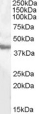 Antibody (0.5 ug/ml) staining of Human Liver lysate (35 ug protein in RIPA buffer). Primary incubation was 1 hour. Detected by chemiluminescence.